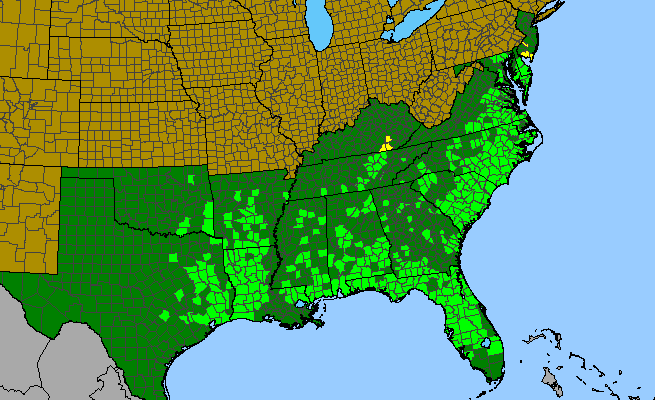 The range of Sophronanthe pilosa